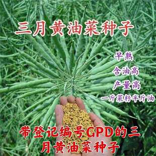 [Huayou March Rapeseed] High-Yielding, Disease-Resistant, Early-Maturing, High-Oil-Yielding, Lodging-Resistant and Cold-Resistant Varieties