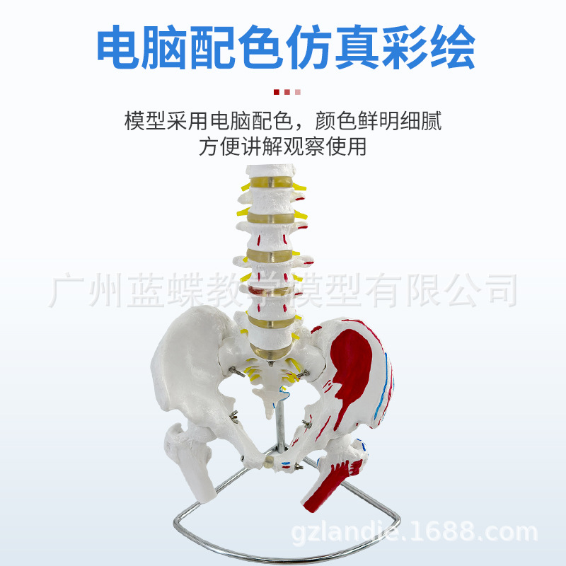 ��ѧ80CM��Ȼ�����弹׵�������������ɫ��׵��������ɹǼ���