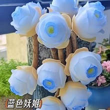 【跨境电商】山地玫瑰多肉种子混色水蜜桃玫瑰多肉种子阳台盆栽