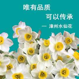 水仙种球盆栽漳州水仙花精选大球冬季开花室内花卉水培清香型开花