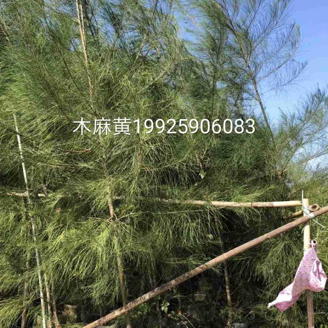 204 поставка казуарина 2-5 см мешок саженец конский мангровый лес прибрежный защитный лес дерево ветреный лес
