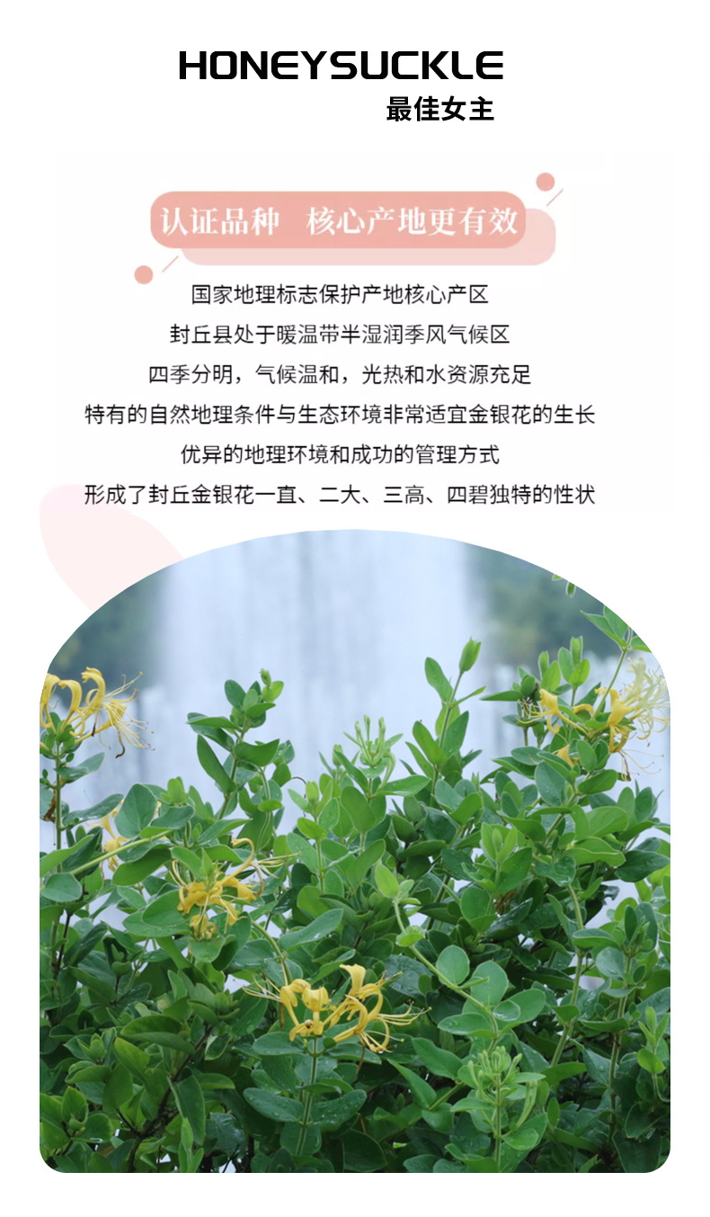 Honeysuckle Flower Tea Jin Yin Hua 50g Dried Herbal Tea for Daily Infusions key features