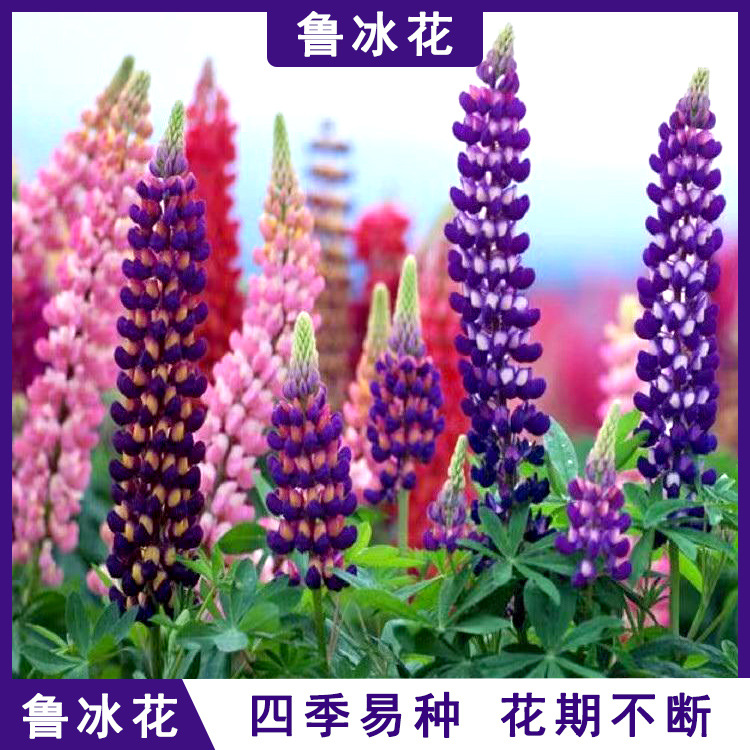 鲁冰花花种籽子春秋播种庭院花境花海易种花种盆栽阳台羽扇豆种子