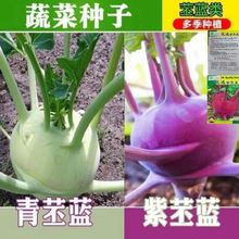 天津青苤蘭種子紫苤藍菜種籽芥蘭頭芥藍球高產農家大田四季蔬菜子