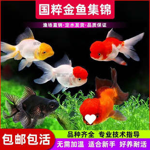 ���~�^�p�~���~���B�ͻ�С���~�m�۵�β�Q피t���{�\���t���~��