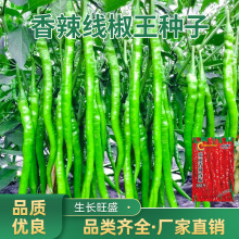 香辣线椒王种子农田菜园线椒辣椒种植高产香辣线椒王辣椒种子