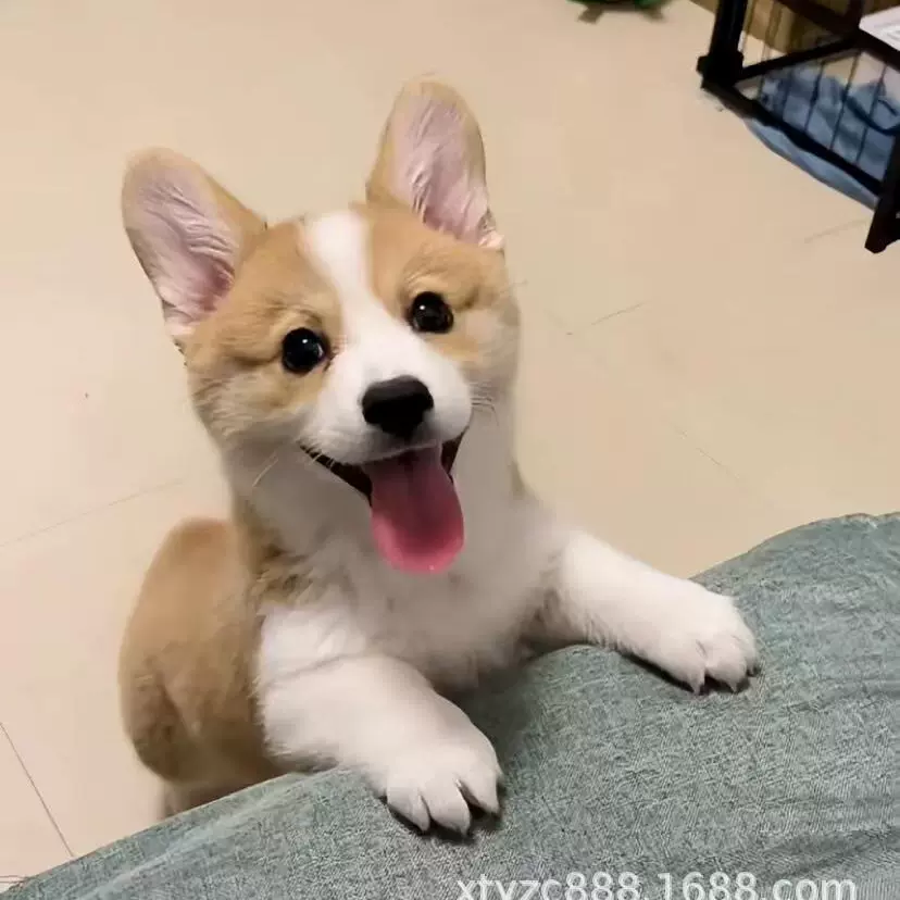 纯种柯基幼犬小短腿柯基幼犬威尔士两色柯基三色柯基家宠物幼崽狗