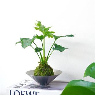 Spring Feather | Ins Scandinavian Style Green Plants Are Easy to Grow Indoors and Are Shade-Tolerant Moss Balls That Purify the Air in Japan