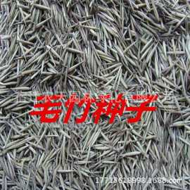 新采摘大型毛竹种子 生长快江南竹茅竹楠竹黄竹食用竹笋竹子种籽