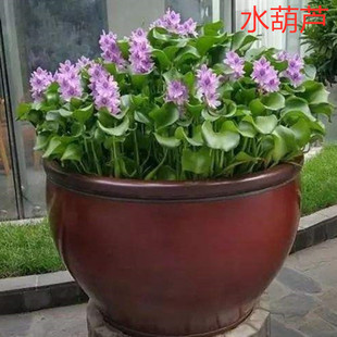 Nursery wholesale aquatic plant water hyacinth seedling cloth bag lotus water hibiscus wetland greening courtyard pond landscape