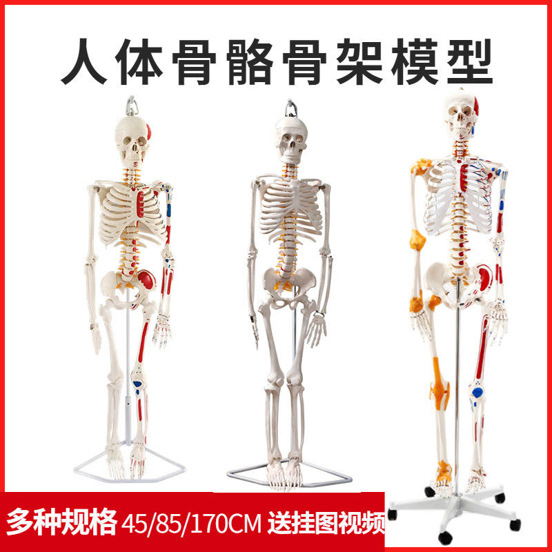 Zhenghe Human Skeleton Model Full-Body Skeleton Head Bone Practice Spine Lumbar Vertebrae Fitness Yoga Room Decoration