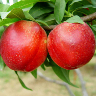 �����S������������4̖ ������̖���Ҙ���޽����Ϸ������Nֲ����