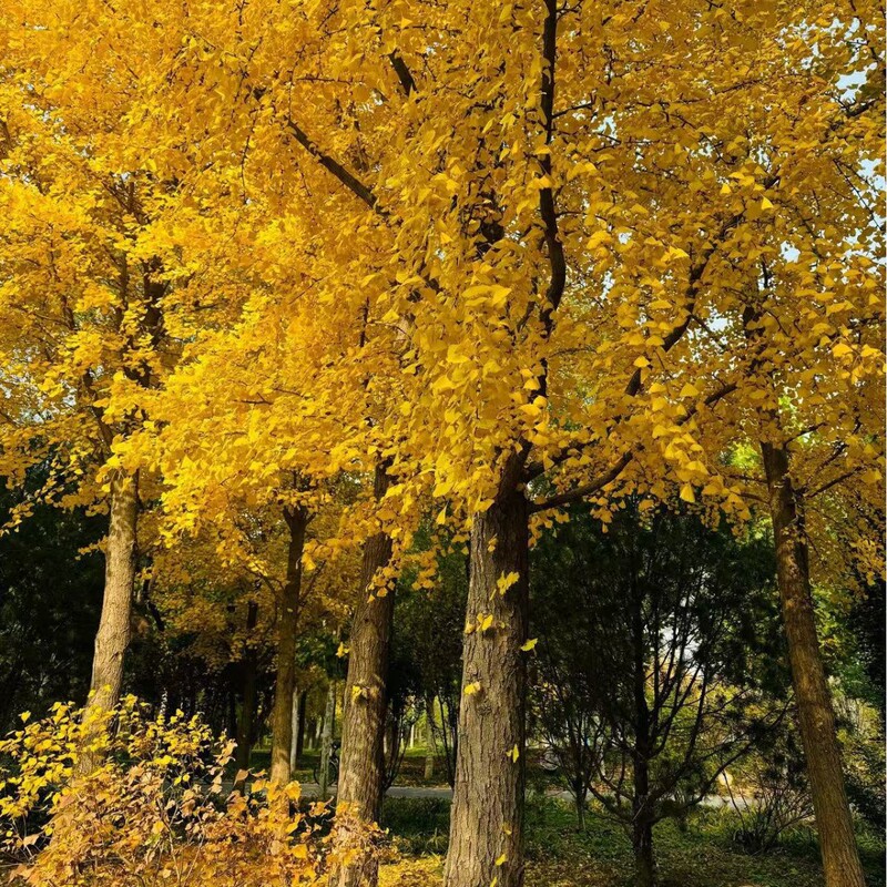 Ginkgo Saplings, White Fruit Seedlings, Garden Deciduous Trees, Ornamental Garden Plants, Trees, Roadside Greening Seedlings, Ginkgo Trees