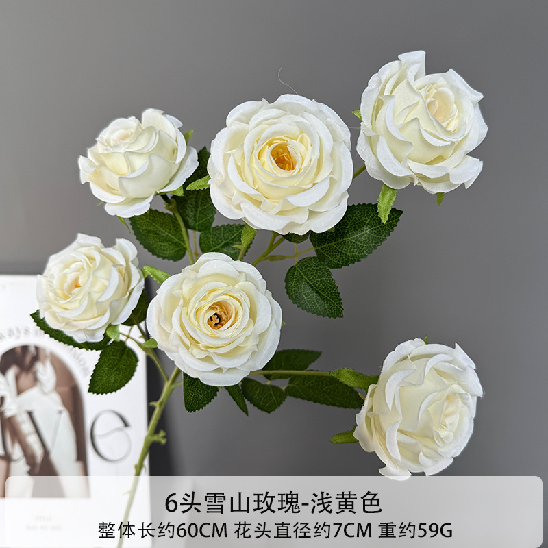 6 snow mountain roses