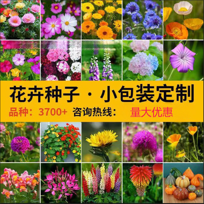家用种子小包装组合代发四季通用易种家庭园艺花种子厂家阳台花籽