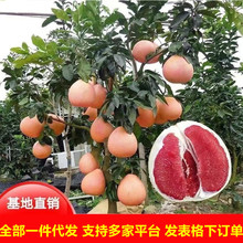 �޽��������Լt�����t���ֺ��������Ϸ��Nֲ���Ե��Ԯ���ͥԺ