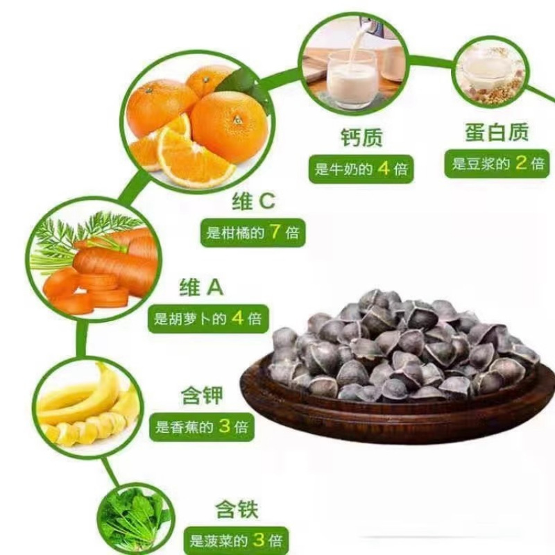 New Yunnan Bulk Non-Sulfur Moringa Seeds as Chinese Herbal Medicine, Loose Moringa Seeds, Source of Origin, Wholesale and Retail Moringa Powder
