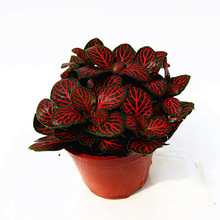 ɭ�ֻ���W�y��ˮ��ֲ���k��������΢�^ֲ��t������W�y��