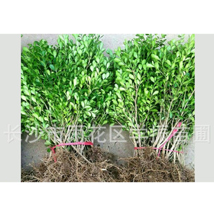 �r��ֱ�� �����S�� С�~�S�� С�� �S��� �S���� �a�����l