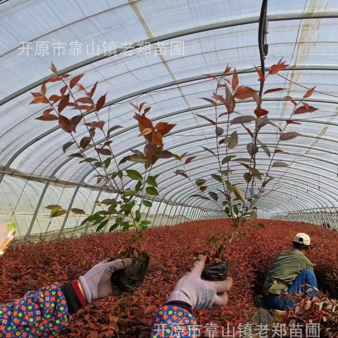 红叶李圃地密枝红叶李小苗绿篱苗东北红叶李景观造型树苗量大从优