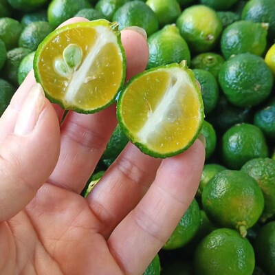 lemon wholesale Hainan Green kumquat fresh fruit indigo plant fresh fruit Blue Kumquat Green Lemon