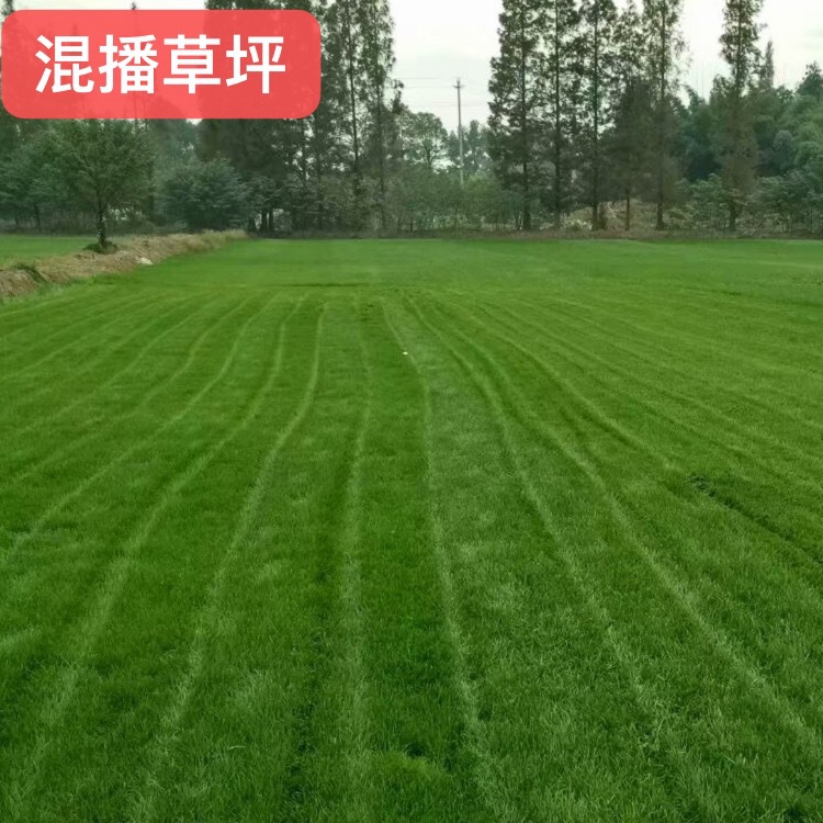 四川成都草坪批发小区公园场地庭院补种补播混播草坪草籽草皮