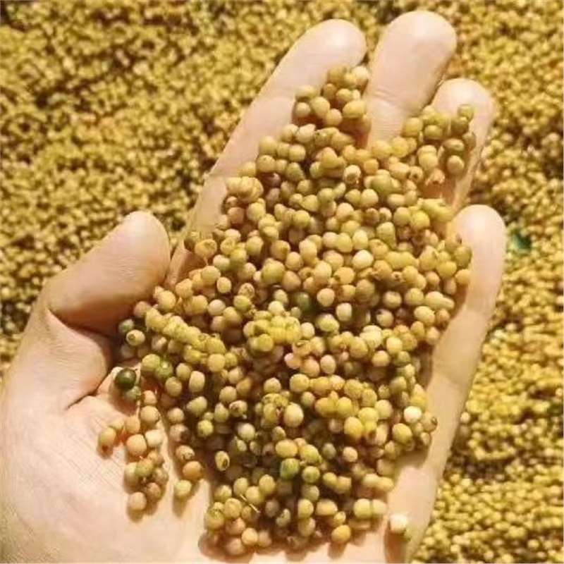 药材正宗黄精种子 鸡头黄精 老虎姜 鸡爪参 爪子参 黄鸡菜种子