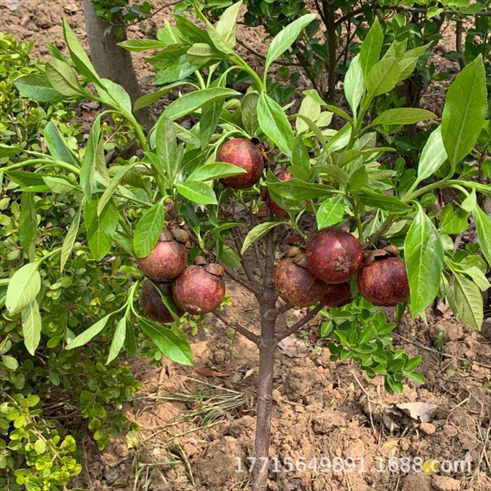 Тайский мангостин без косточек