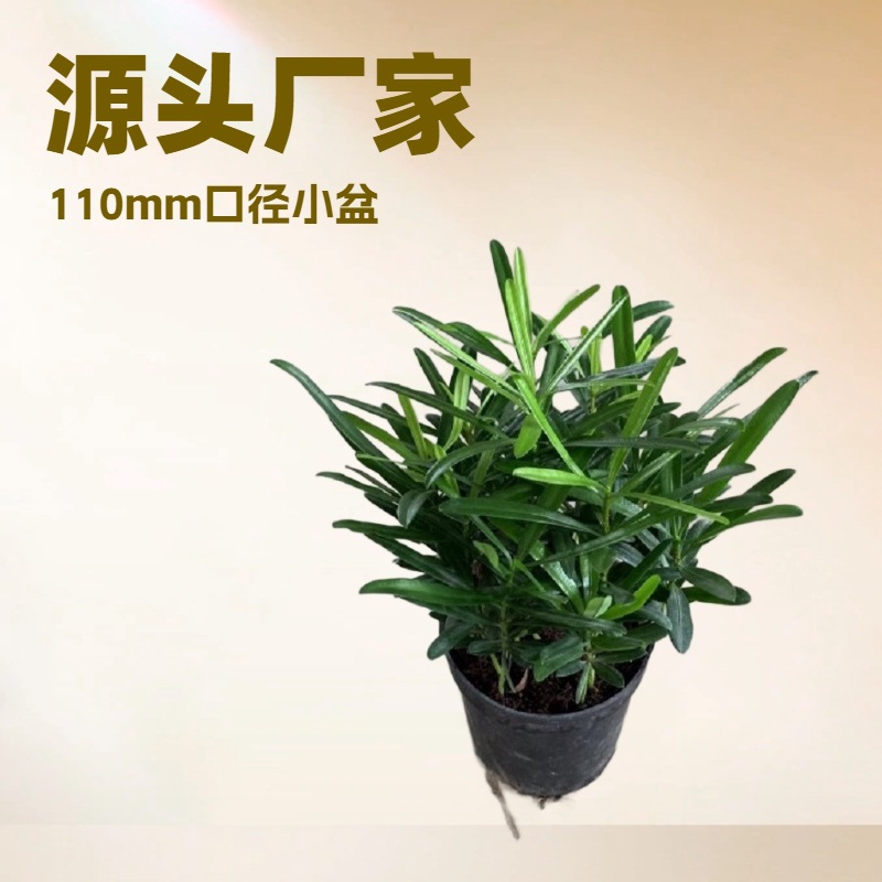 The source manufacturer supplies a large number of Luohan pine small…