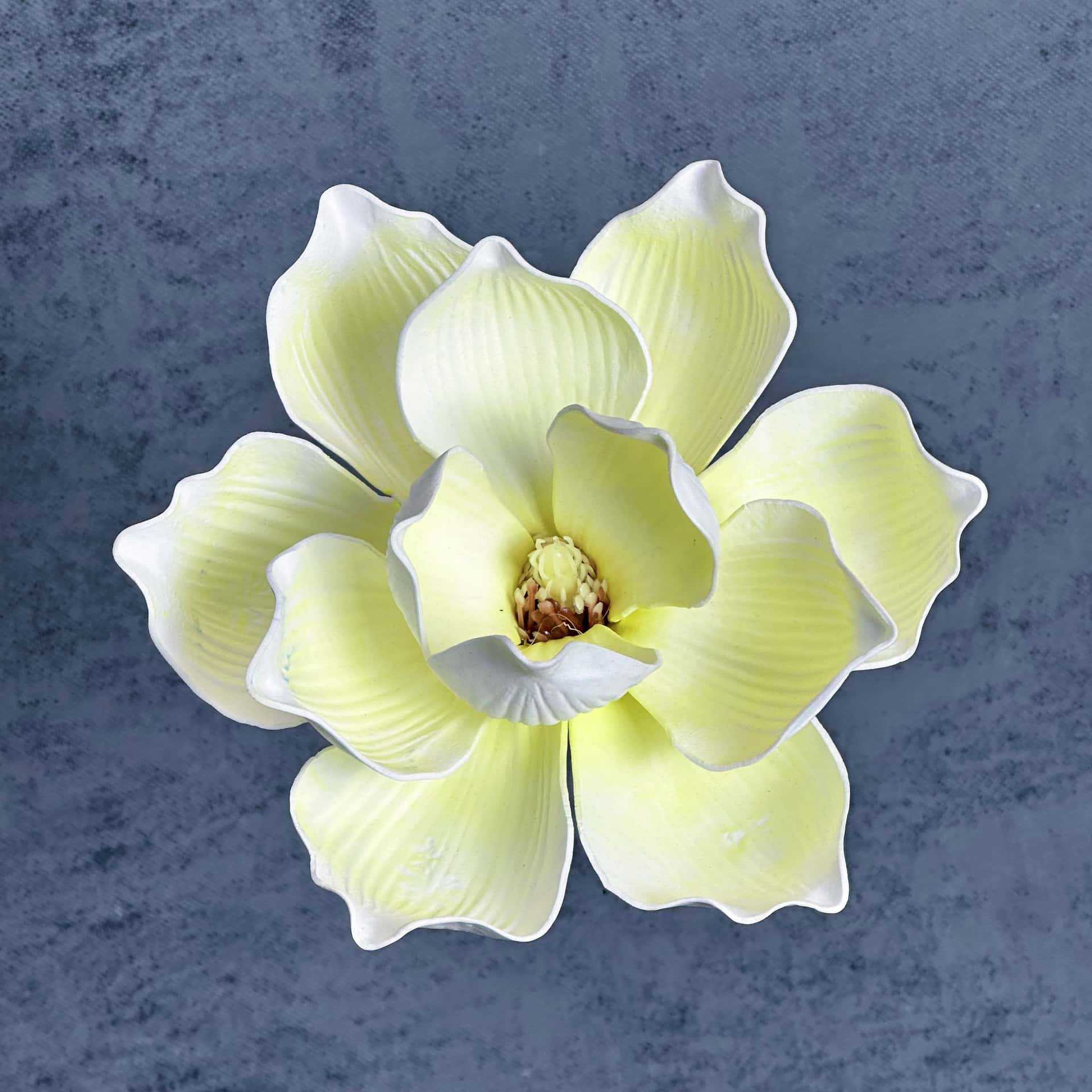 Flor de simulación transfronteriza EVA cabeza de magnolia 13cm tacto tocado kapok decoración decoración decoración flor falsa al por mayor