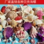 手工儿童制作幼儿园海螺