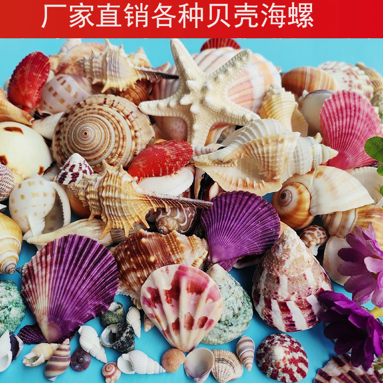 天然贝壳海螺真品幼儿园儿童贝壳diy材料手工制作材鱼缸造景装饰