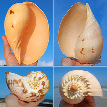 批发超大海螺黄瓢椰子螺天然贝壳鱼缸造景装饰品多肉花盆创意摆件