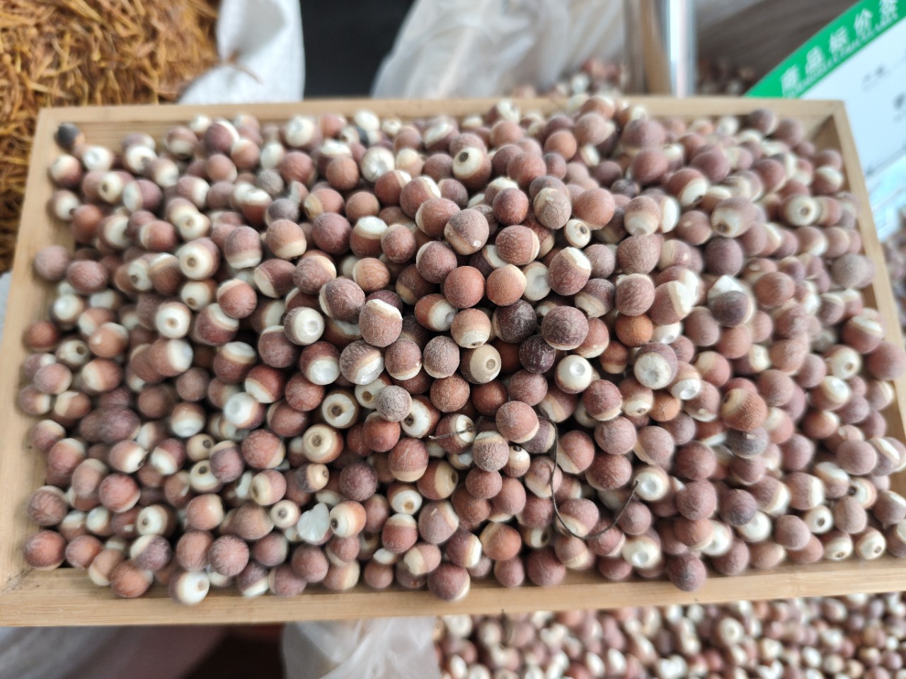 Dried Euryale Seed Qian Shi 芡实 Whole Round Kernels 10mm Grade 1 Herbal Grain for Soup and Congee overview