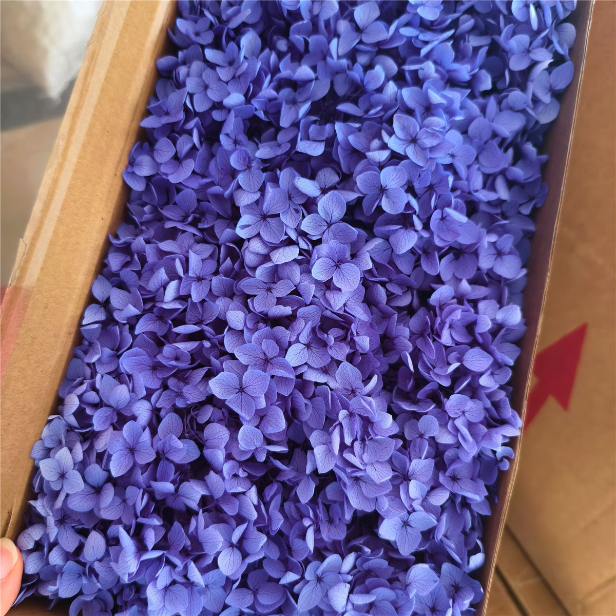 Flor eterna Hortensia Anna pequeña hoja flor seca flor real árbol de Navidad ventilador hecho a mano ramo DIY material paquete flor