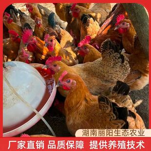 ���_���uĸ�������ֱ�u���_�u�����������u�����r����BС�_���u