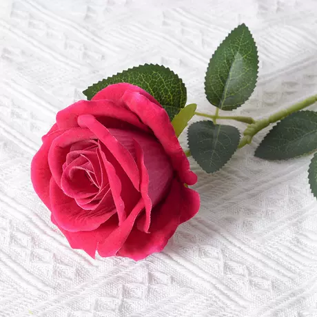 Large velvet rose light rose red