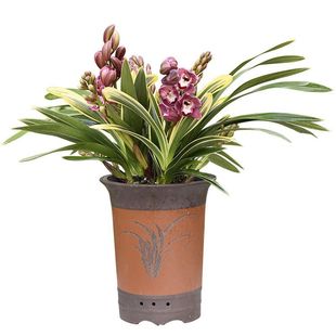 ��߅�mС�Ї��� �����ʹ󻨻��m �҃Ⱥ��B��������