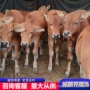 唐山改良肉牛犊