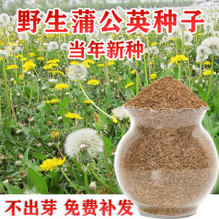 ѹӢҰNʳșļŶļײ̨Ұ