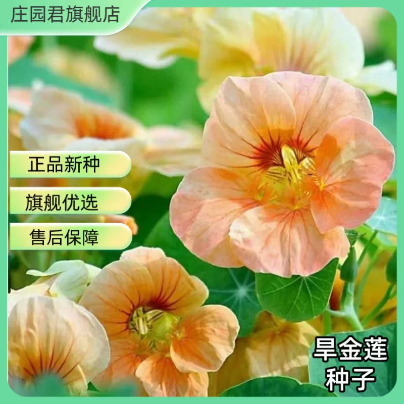 【】Семена настурции, цветы и растения в горшках, комнатные легкие в выращивании цветы, весенние семена цветов на открытом воздухе