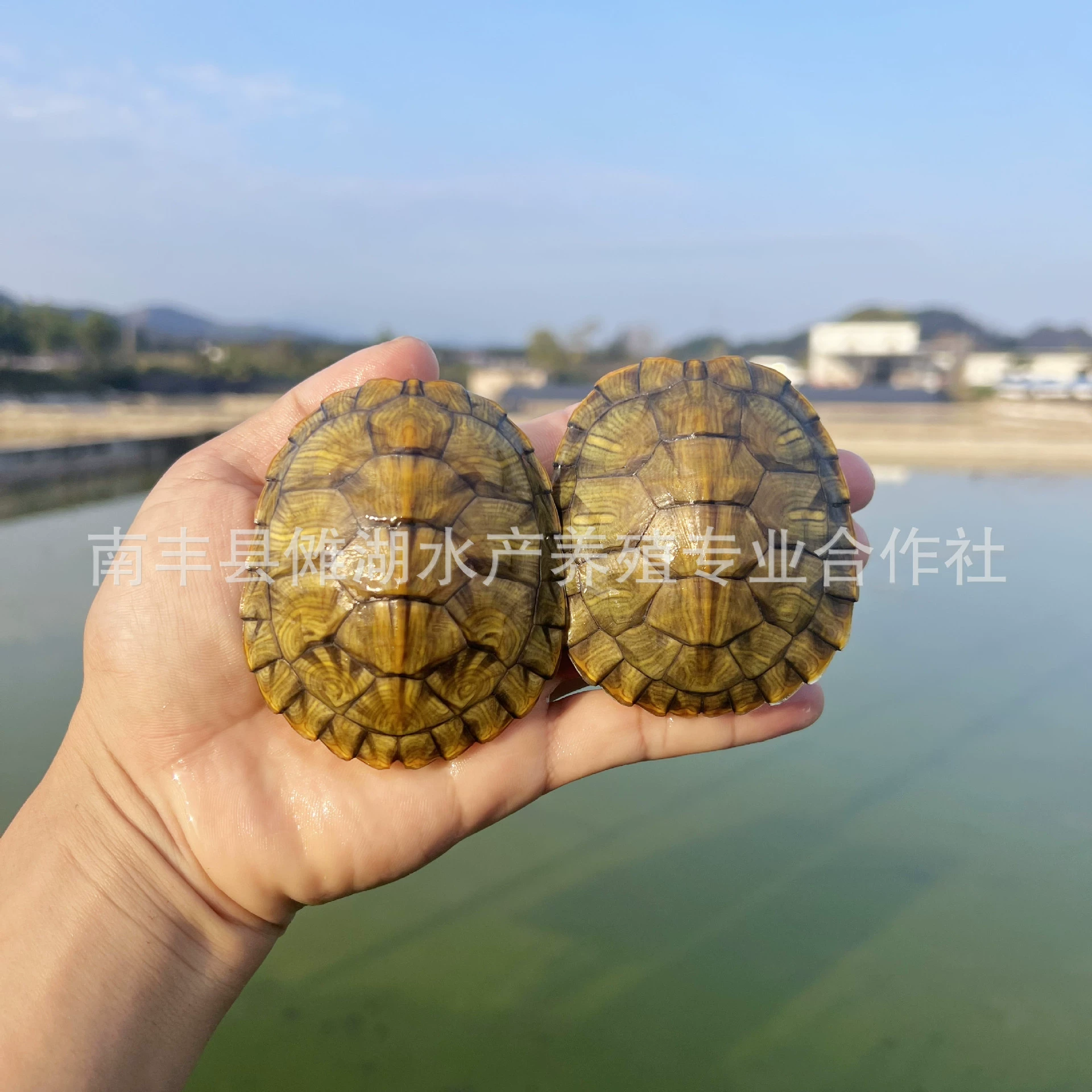Бразильская черепахаPet turtle Brazilian turtle сеянцы большая Бразильская черепаха витрины многоцветный маленький черепашонок живой организм оптовая продажа