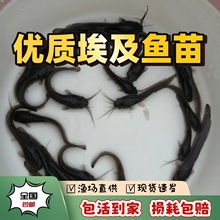 �������X�~����w�ش󰣼��T����T�~�����~�����T����ʭ�~��