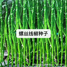 螺丝线椒种子线椒种籽螺丝椒种籽褶皱细长辣椒四季蔬菜特长螺线椒