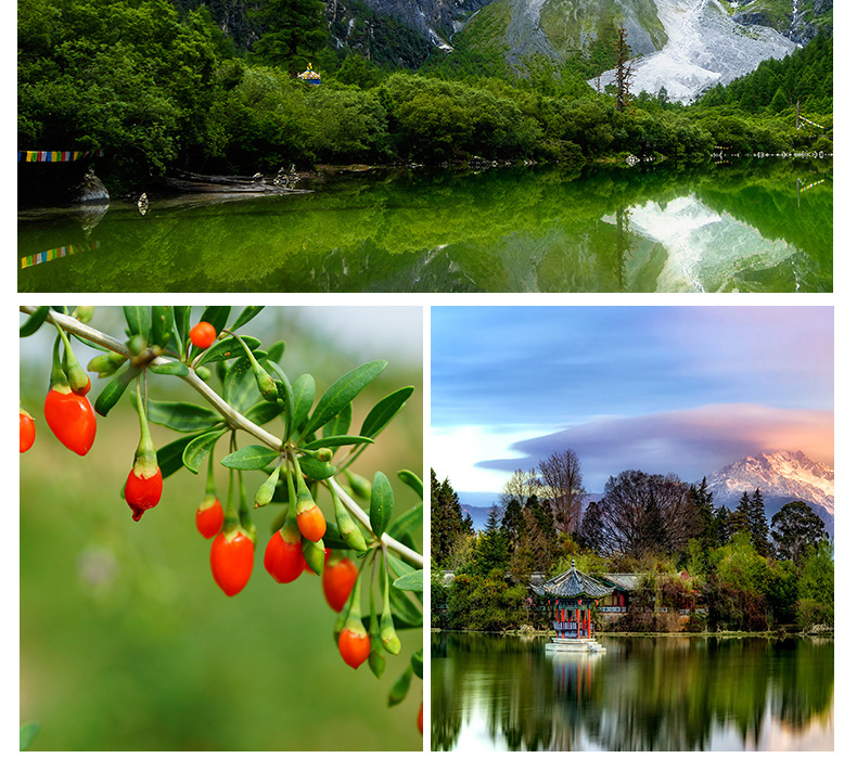 Goji Berries Gou Qi Zi Dried Wolfberry Tea 250g Jar Ready to Brew Sweet Herbal Drink in use