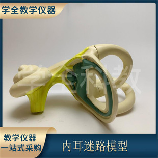 inner ear labyrinth model inner ear anatomy semicircular canal vestibule cochlear nerve ellipsoid sac human ear structure hearing