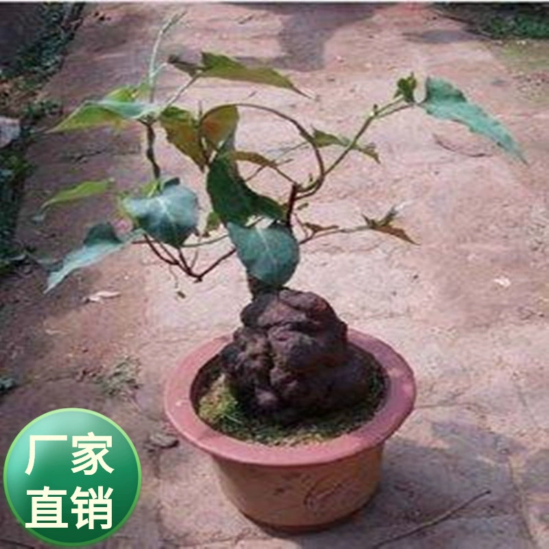 Оптовые многолетние вьющиеся растения Polygonum multiflorum рассада лекарственные съедобные горшечные цветы ночная лоза зеленение стен