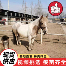 ���N���R���w�r�� �Bֳ�����۵����R ���^�^�p���ӳ���С�R�x