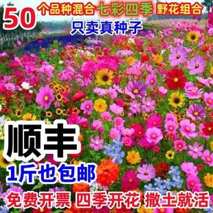Complete Collection of Flower Seeds, Wildflower Combination, Sowing and Blooming in All Seasons, Easy to Live in the Courtyard, Outdoor Cold-Resistant Perennial Dwarf