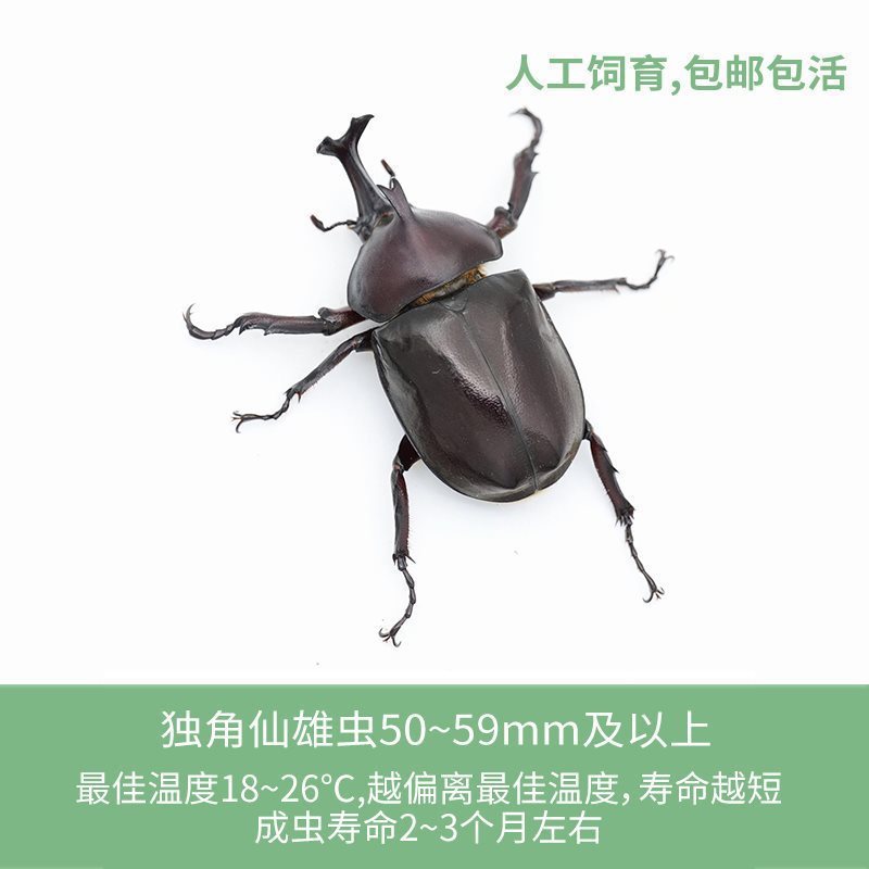 유니콘 유충 세트 L3 유충, 수컷 1마리, 암컷 1마리, 선물 상자